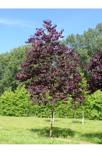 Церцис канадський Форест Пансі